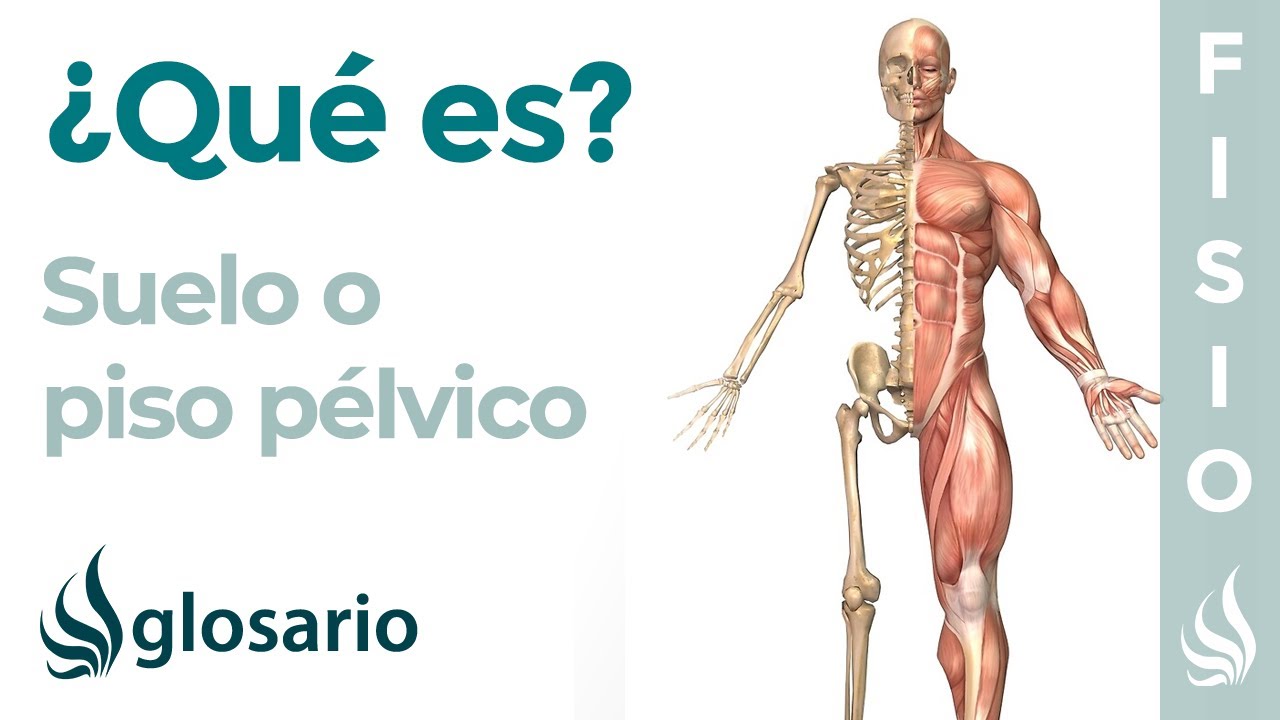 SUELO PÉLVICO | Qué es, ubicación, de qué estructuras está formado, función y lesiones