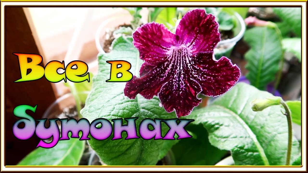 Посчитала свои СТРЕПТОКАРПУСЫ /Пересадка и цетение