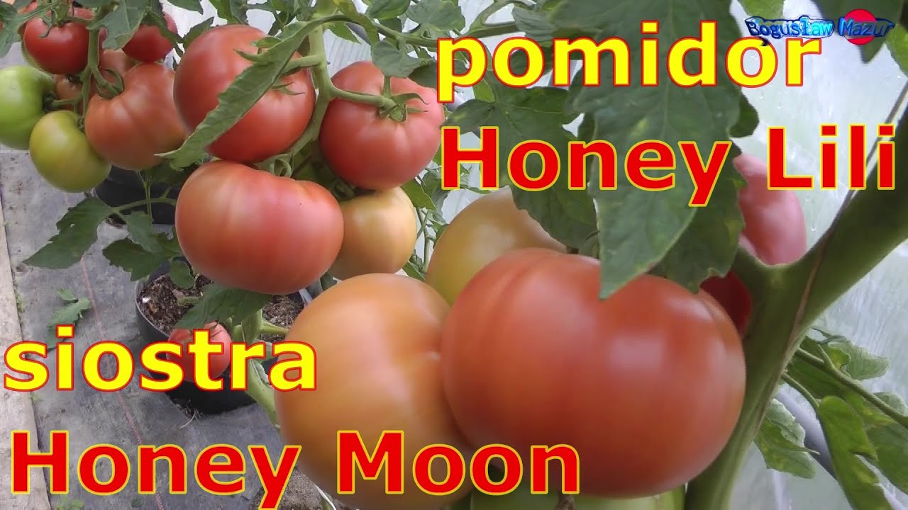 pomidor Honey Lili siostra Honey Moon