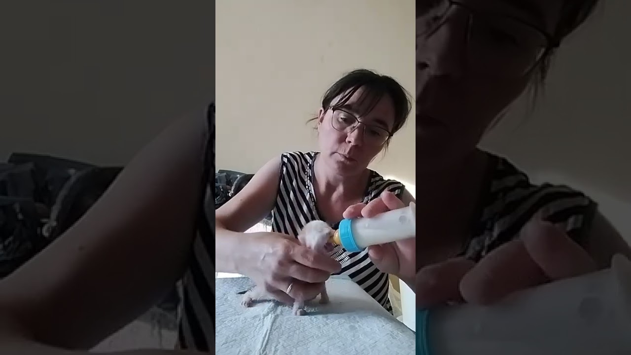 Chaton d'une semaine biberon