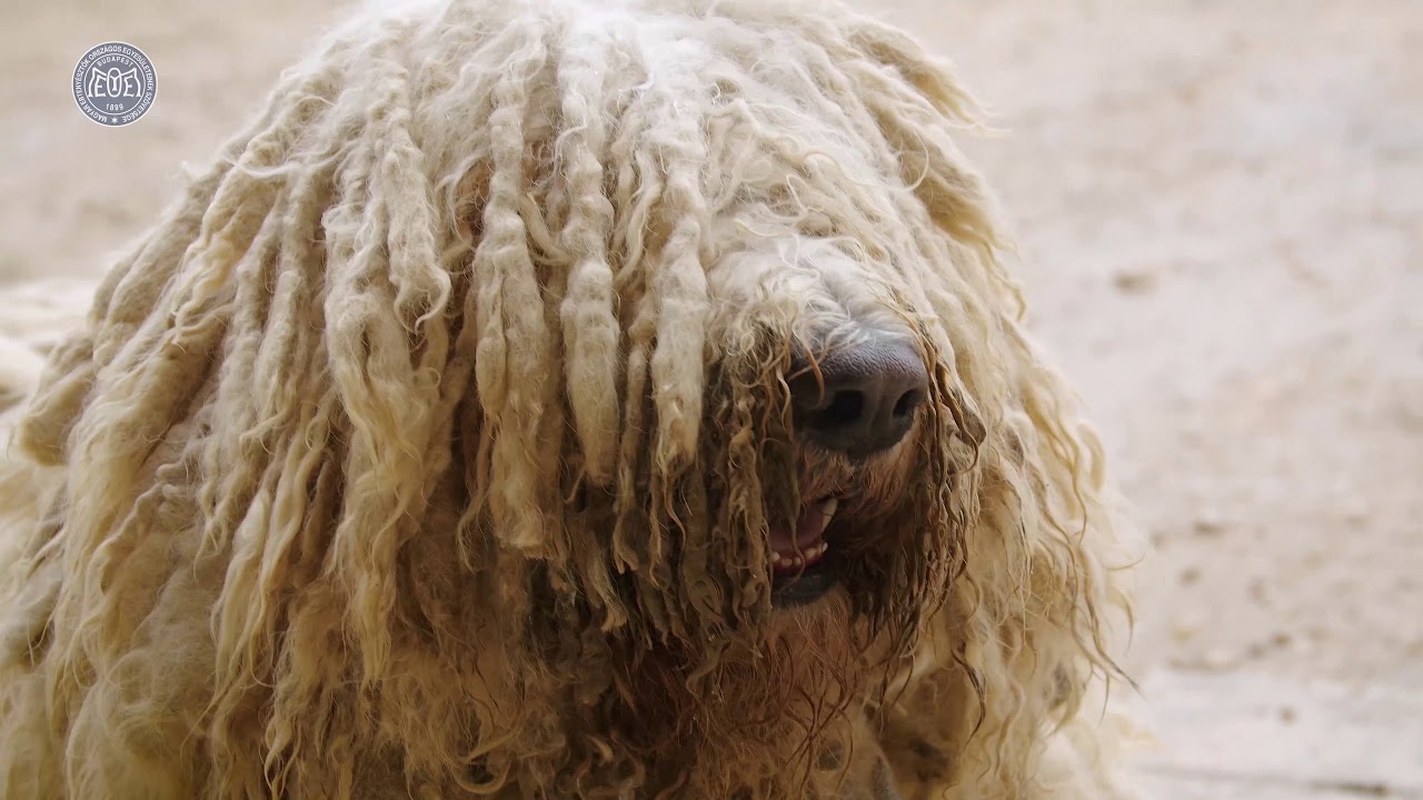 Komondor - Magyar kutyafajták (9 magyar kutya) oktató- és dokumentumfilm