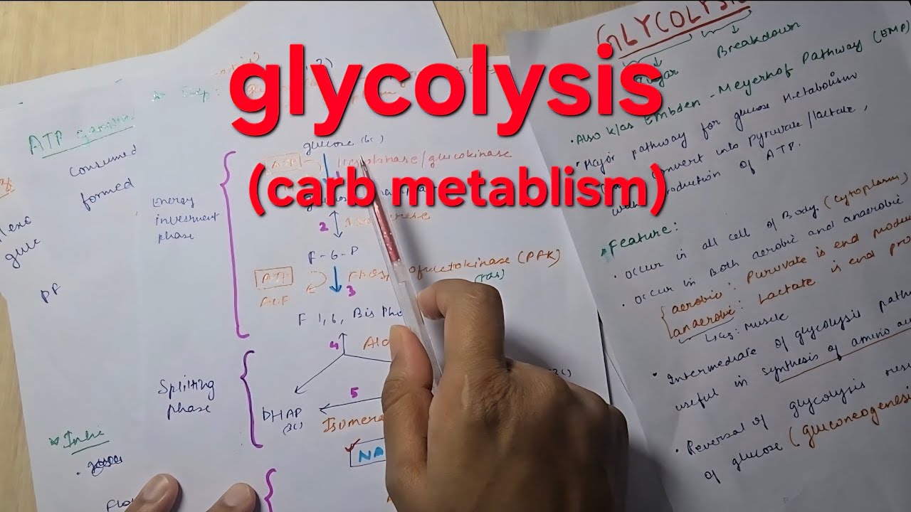 Glycolysis | mbbs biochemistry #biochemistry 