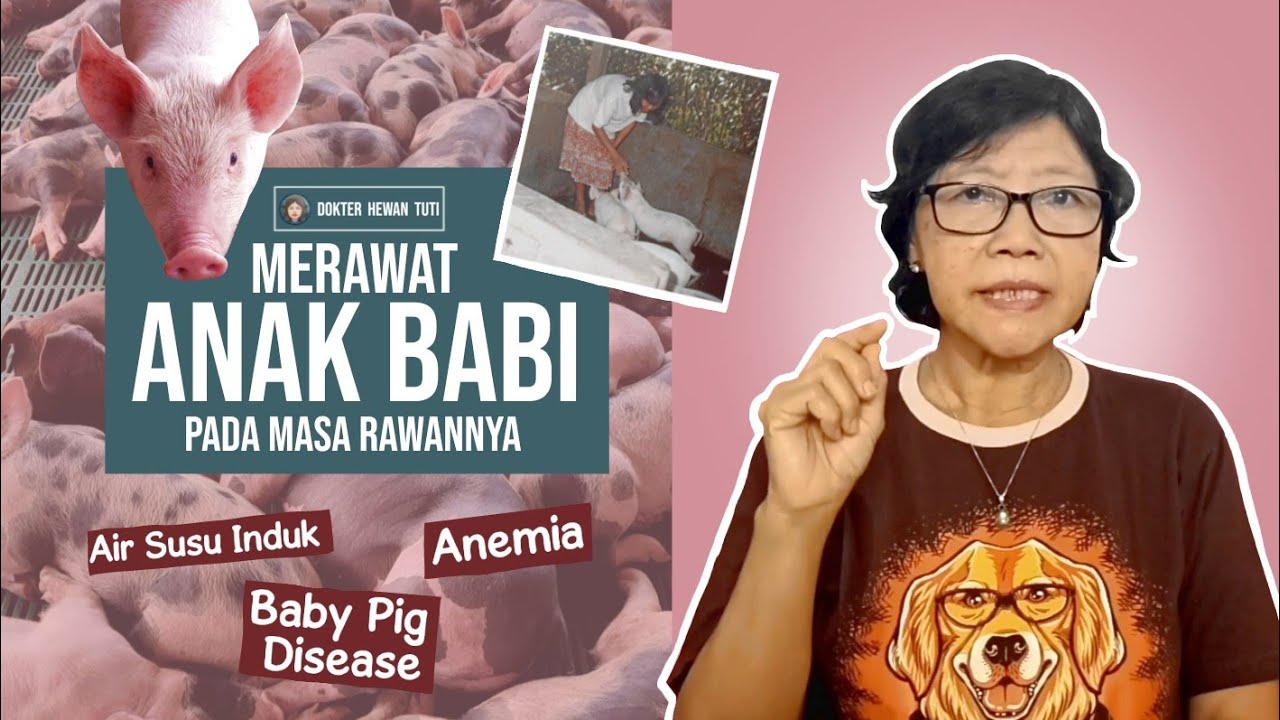 Bagaimana merawat ANAK BABI pada masa RAWAN-nya