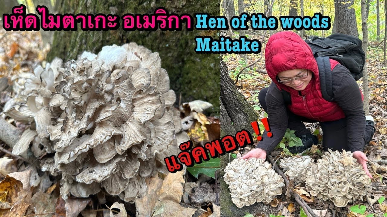 เก็บเห็ดไมตาเกะ 2023 เห็ดแม่ไก่ป่าเดียว10 กว่ากอ นิวยอร์ค อเมริกา Maitake,Hen of the woods mushrooms