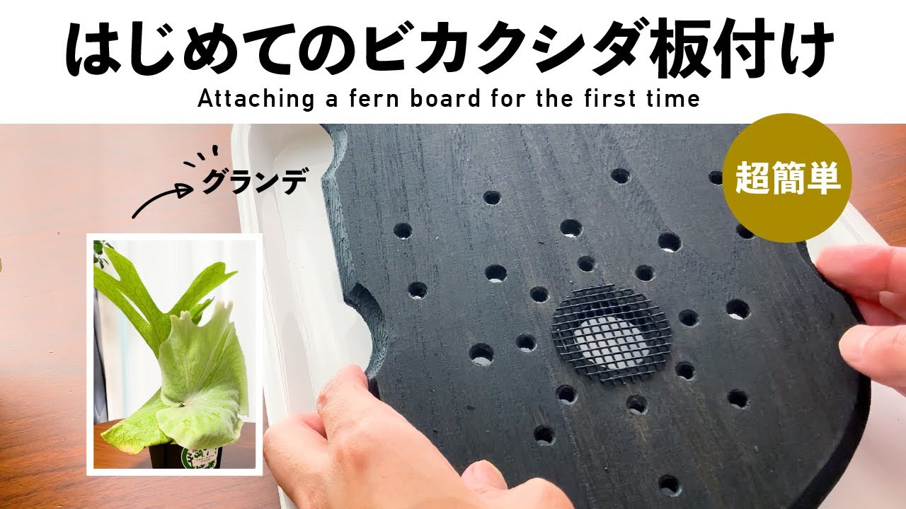 【超カンタン】はじめてのビカクシダ板付け