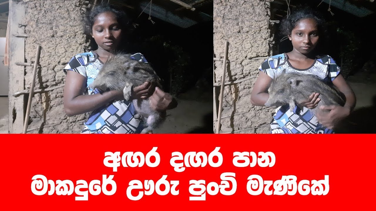 ආදරණිය ඌරු පැංචා‍ගේ අගර දගර රැගුම්