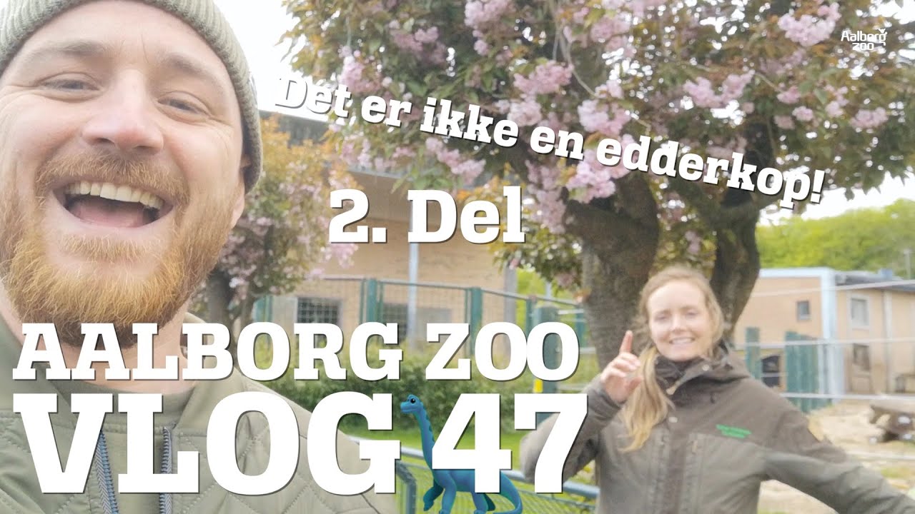 Spækhugger i Aalborg Zoo!? | Ny dyrequiz! - Det er IKKE en edderkop  | Aalborg Zoo VLOG 47 - 2. del