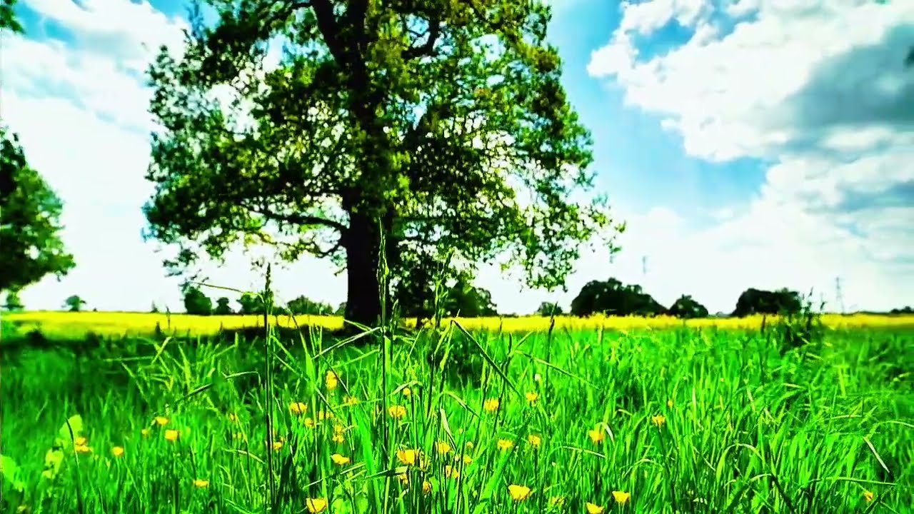 Surah Yasin Full | सूरह यासीन पूर्ण | Heart Touching Recitation 💚✨
