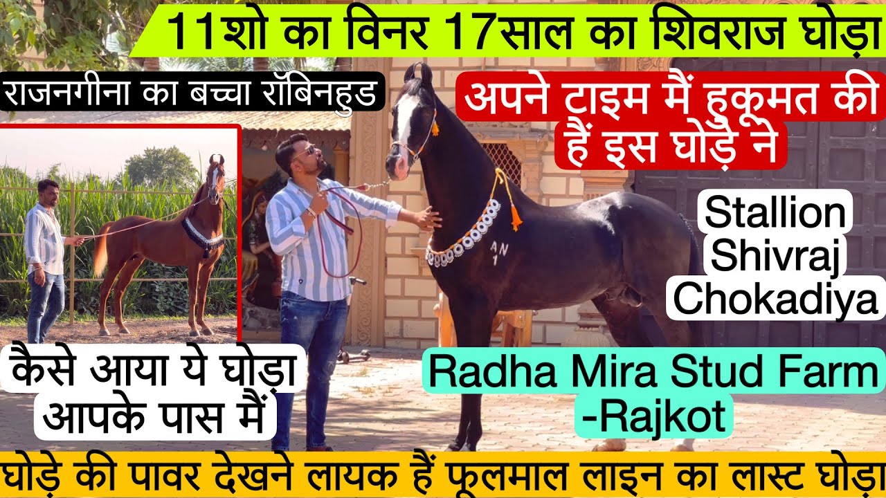 11शो विनर फूलमाल लाइन का लास्ट घोड़ा बेहतरीन एटीट्यूड वाला 17 साल का शिवराज घोड़ा ! (9723317939)