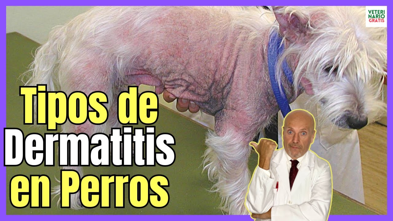 🚨 TIPOS DE DERMATITIS EN PERROS 🚨