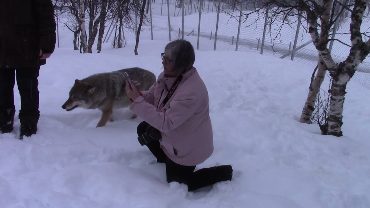 Wolves in Narvik 2