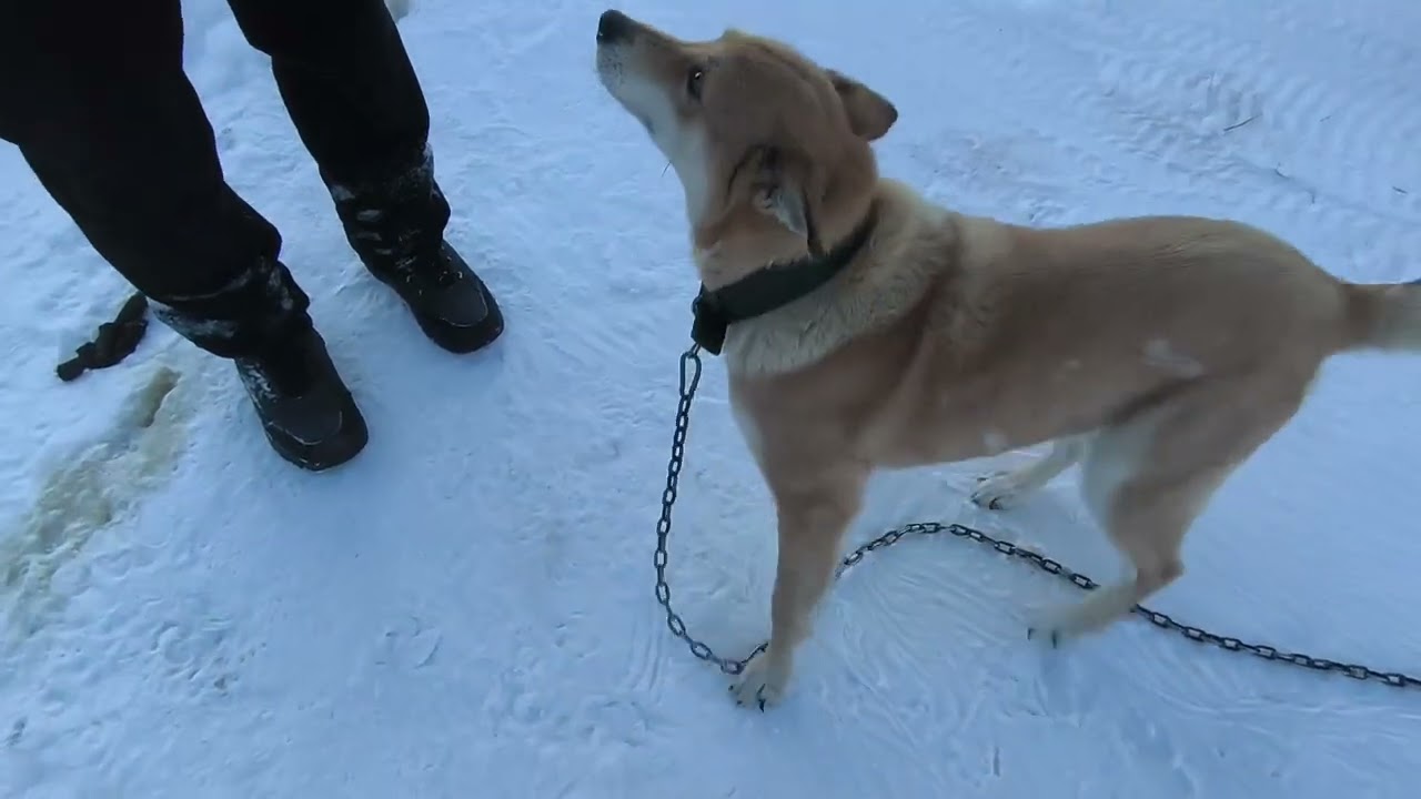 Здравствуй Новый год 3.01.2026.Деревня Чукша.