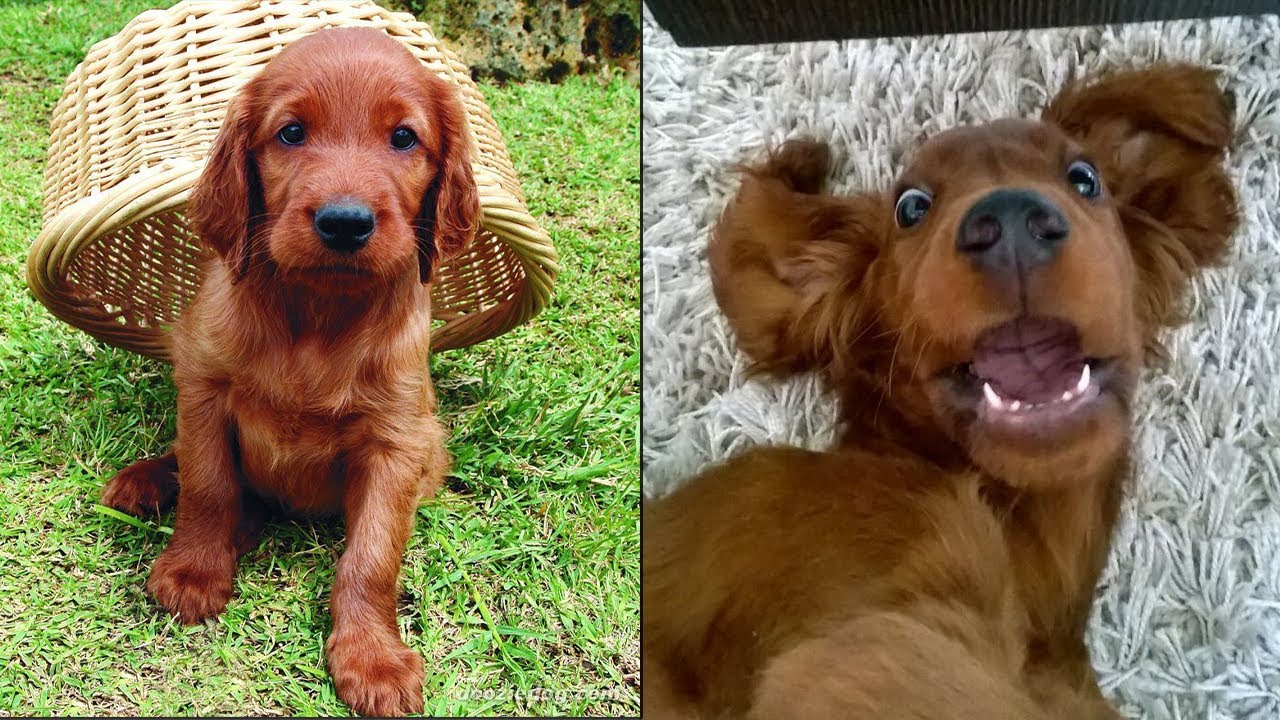 Cute And Funny Irish Setter Puppies That Will Make Your Day 😍