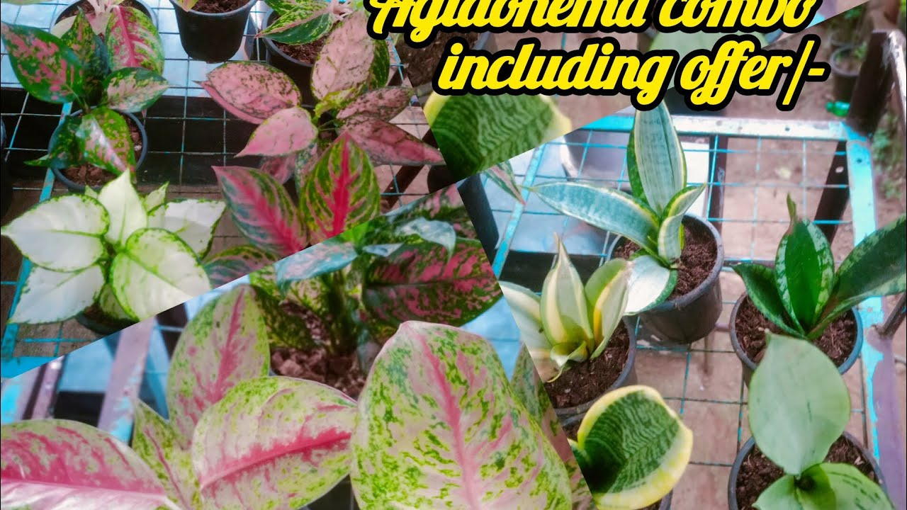Aglaonema combo including cc 500,600,1000 contact no 7558048200