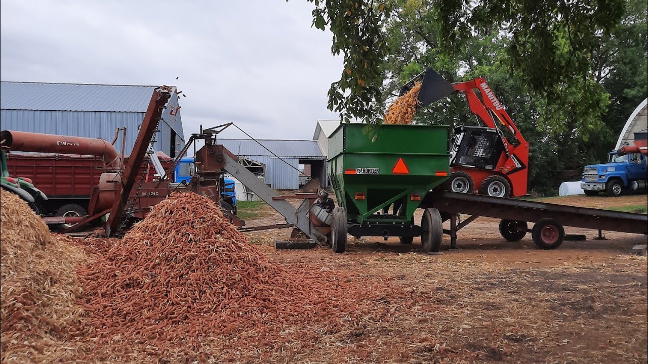 Shelling cob corn with a white 1210 corn Sheller from the 70s  Loading cob corn with a skid steer