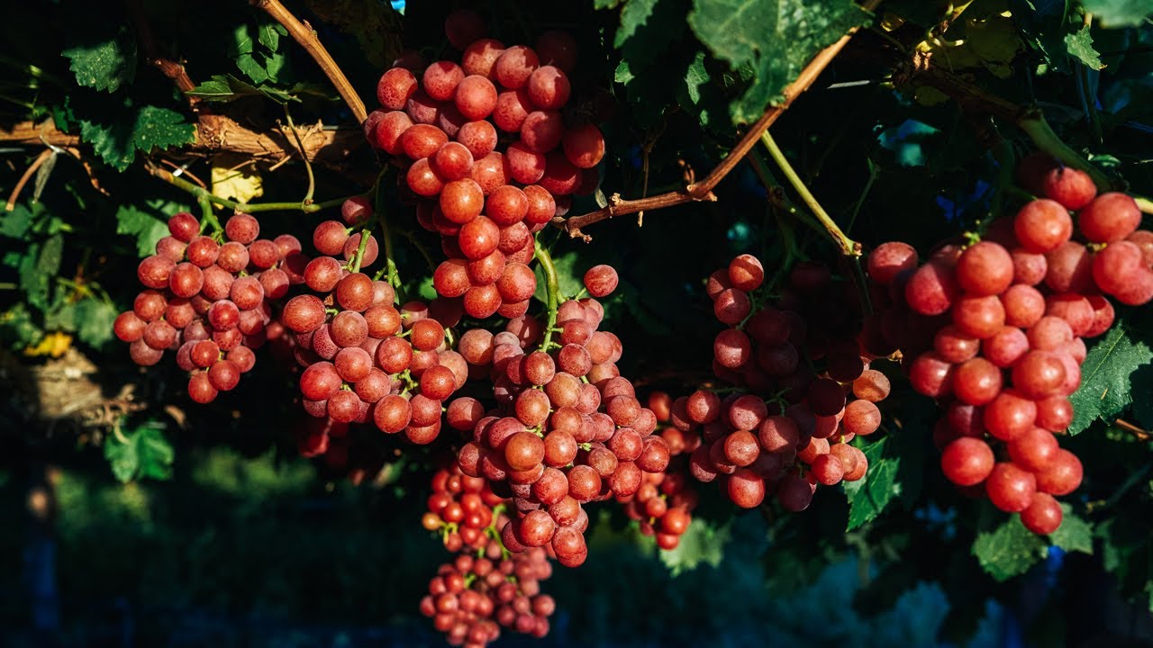 This Farm In The Namibian Desert Supplies Spinneys With Delicious Grapes