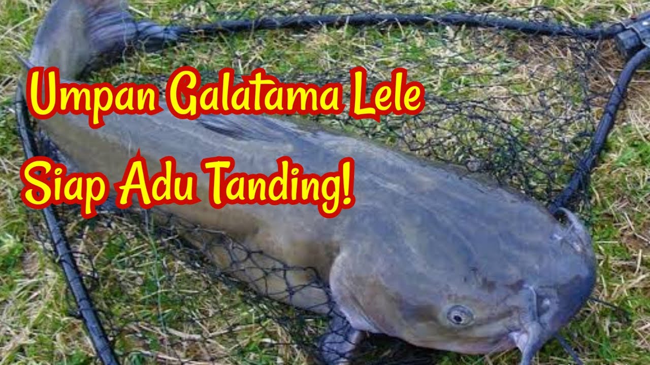 UMPAN GALATAMA LELE Paling Jitu Banyak Dipakai Para Juara Galatama Lele. Buktikan!! Umpan ikan keli