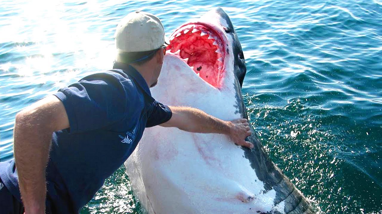 10 Unusual Pets You&rsquo;ll See For the First Time in Your Life...