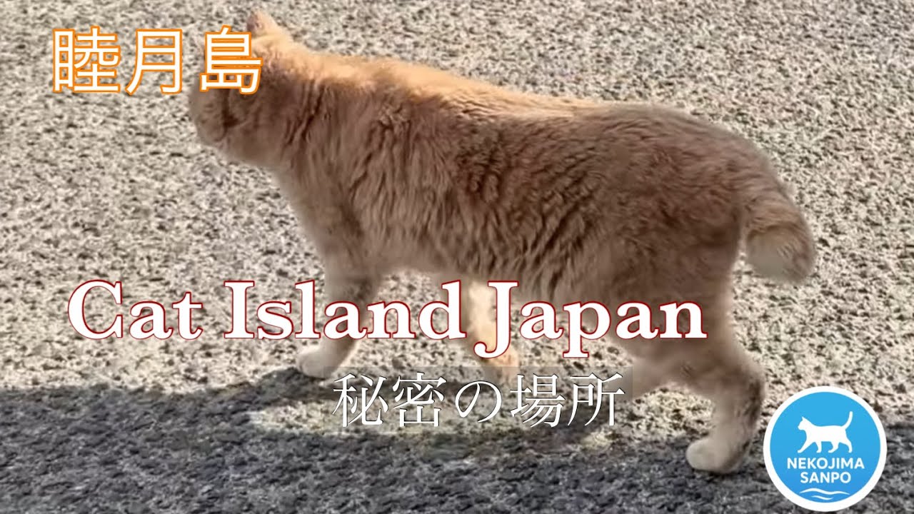 🐈 [睦月島] ⚓【登校路】クリーム猫が教える秘密の場所