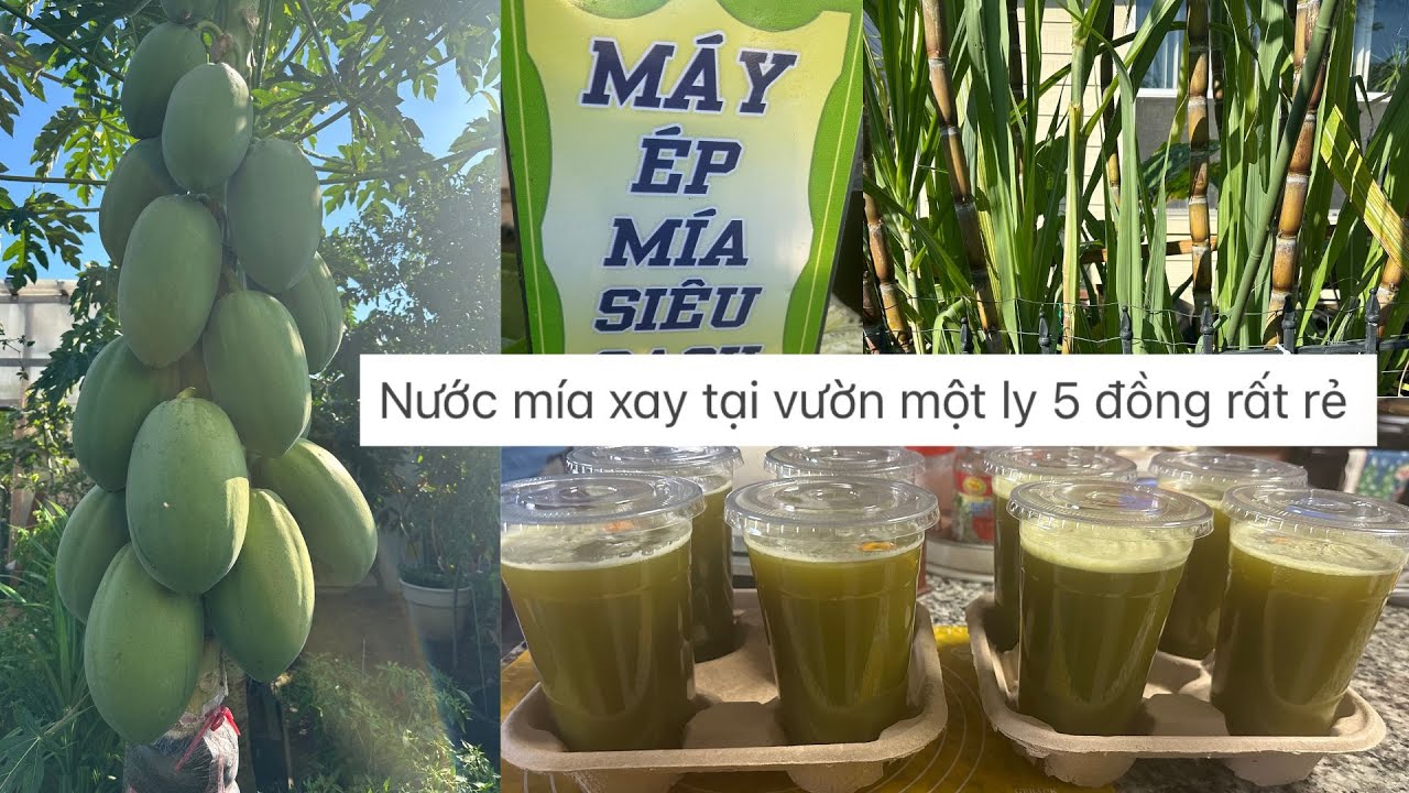 Review hồng xưa & Fuyu ,Nước mía xay tại vườn một ly 5 đồng dt;682-336-0665 ❤️🥰🍑🌴# 681