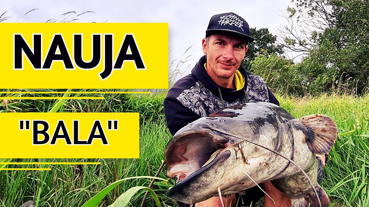 Šamų žvejyba su kvakle. Nauja 