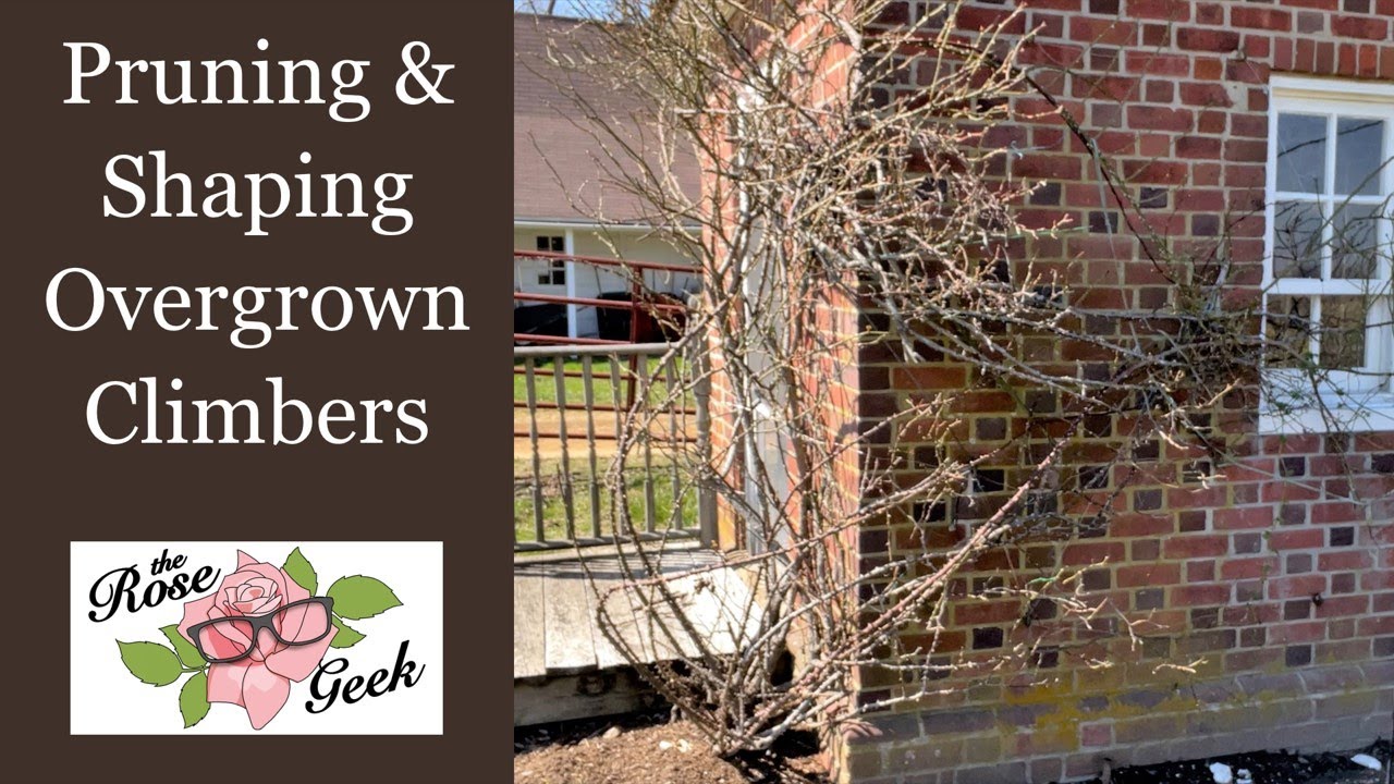 🌹 Pruning & Shaping Climbing Roses / How to Train Overgrown & Tangled Climbers