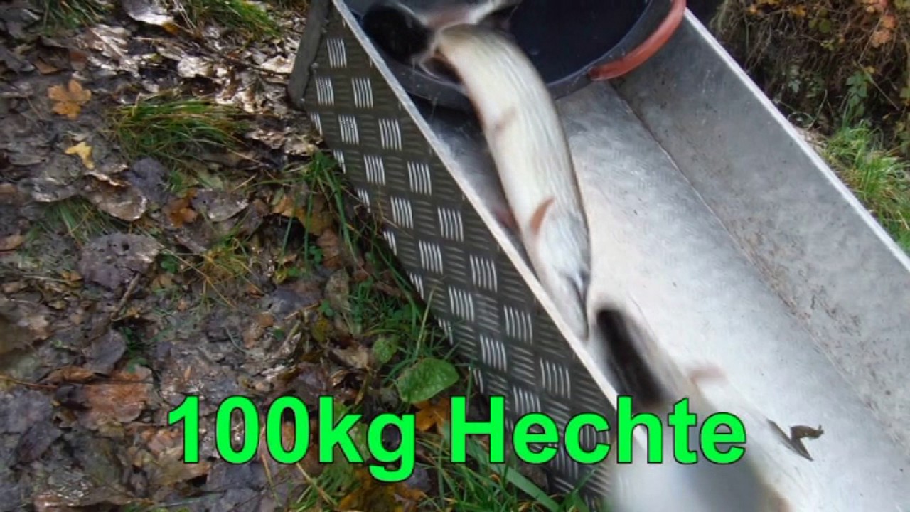 Fischbesatz Wörderner Fischereiverein Donau 2016/2017