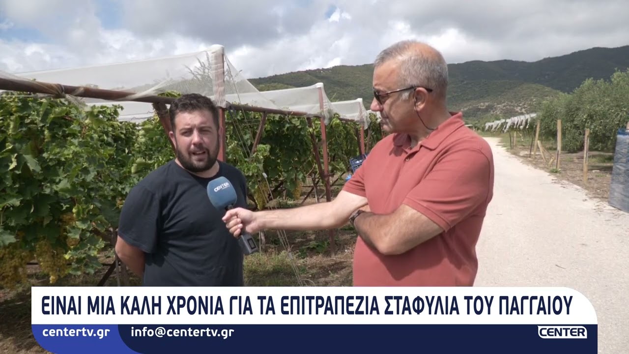 Είναι μια καλή χρονιά για τα επιτραπέζια σταφύλια του Παγγαίου