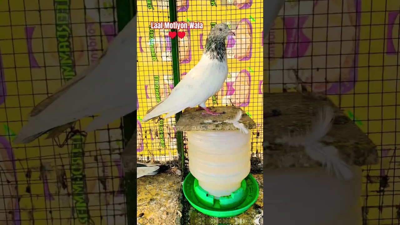 Laal Motiyon Wala MA ♥️♥️ 