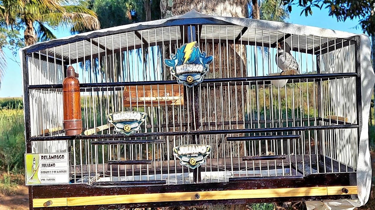 Fa&ccedil;a Seu Coleiro Cantar de Cara com Essa Mexida com F&ecirc;mea