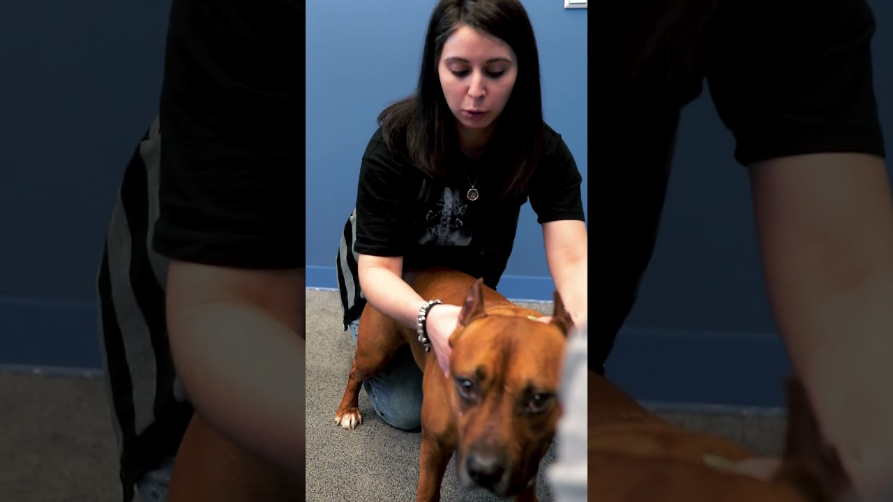 Pets Rehab Formation