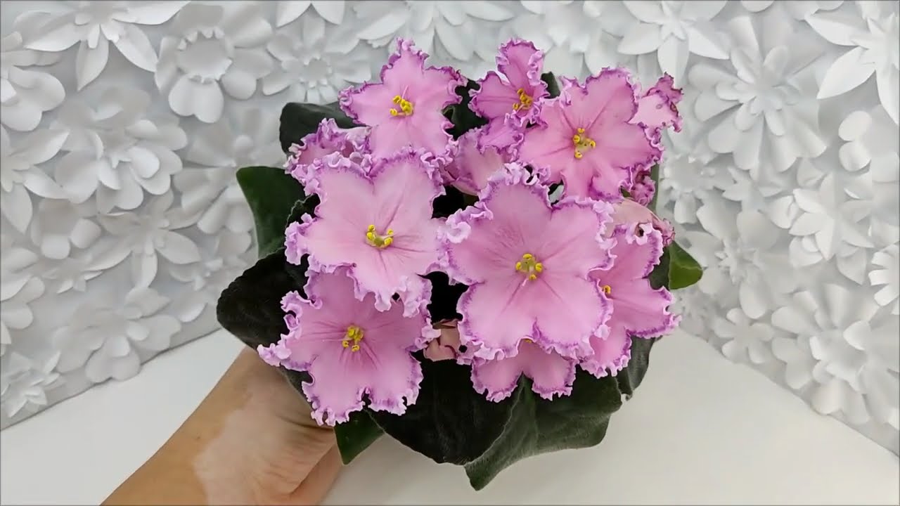 Фиалка Nik-Хмельное Лето #flowers #цветы #ялта #крым #цветыдлядома