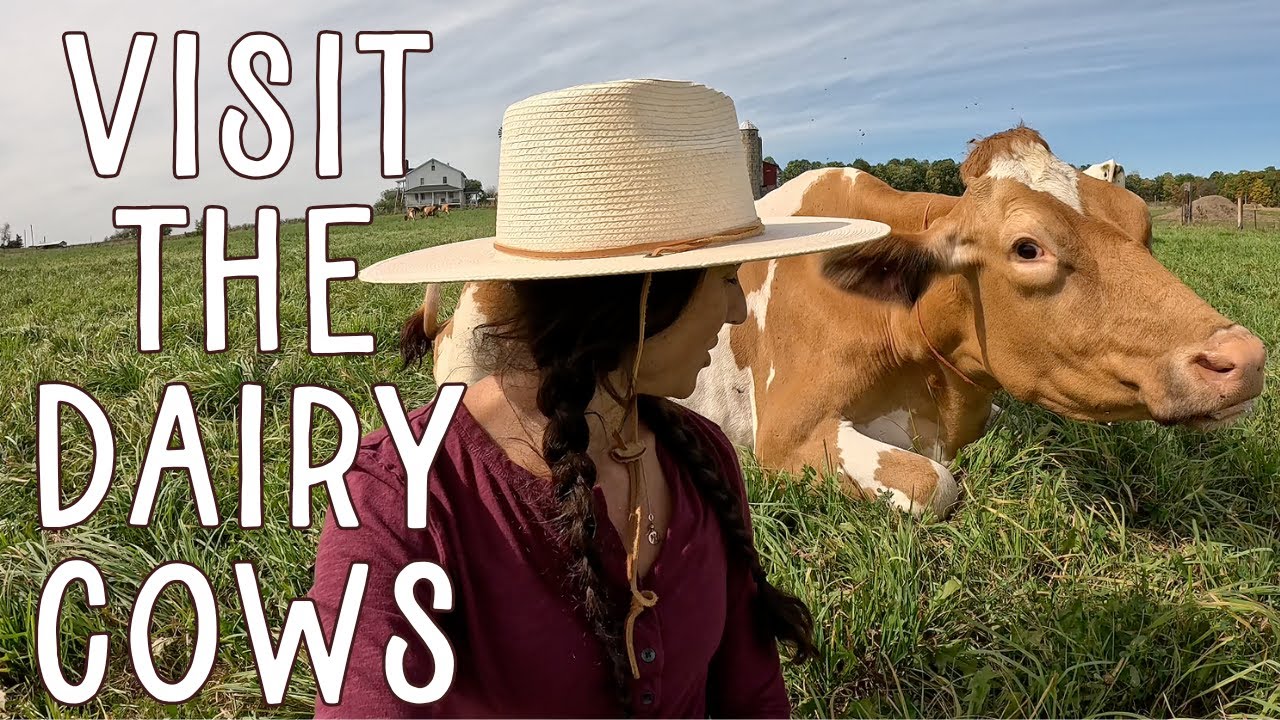 Visit the 100% Grass-Fed Dairy Cows! 🐄🥛 Guernsey Cows raised on a Regenerative Farm