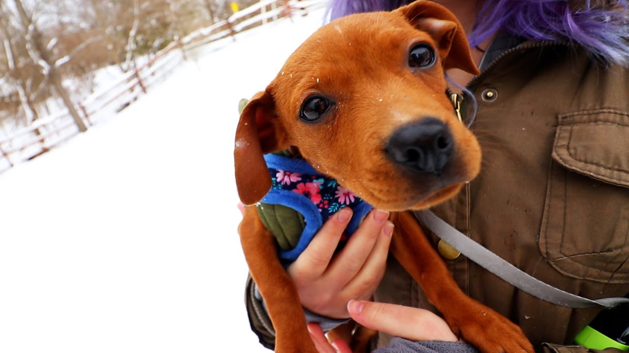 PUPPY'S FIRST TIME IN THE SNOW!