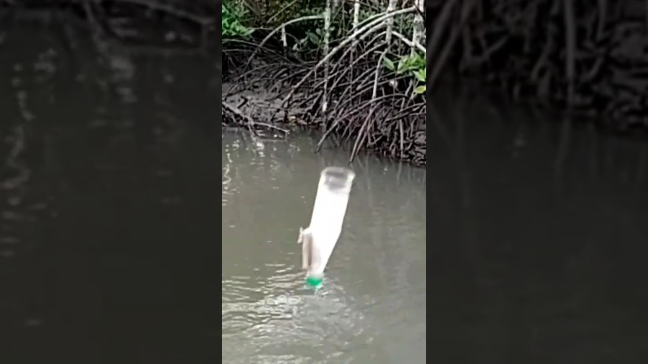memang agresif ikan belanak ini #shorts #mancing_ikan_belanak #pake_botol