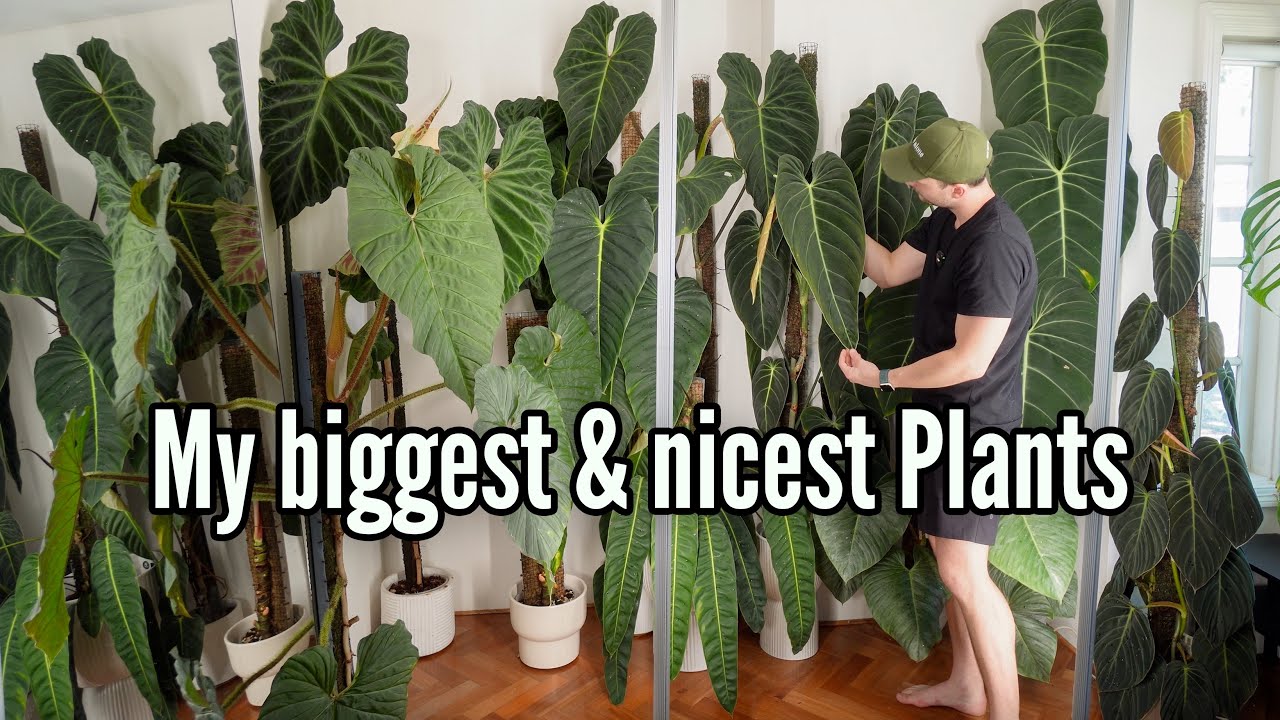 Plant Care Day in my Office Jungle