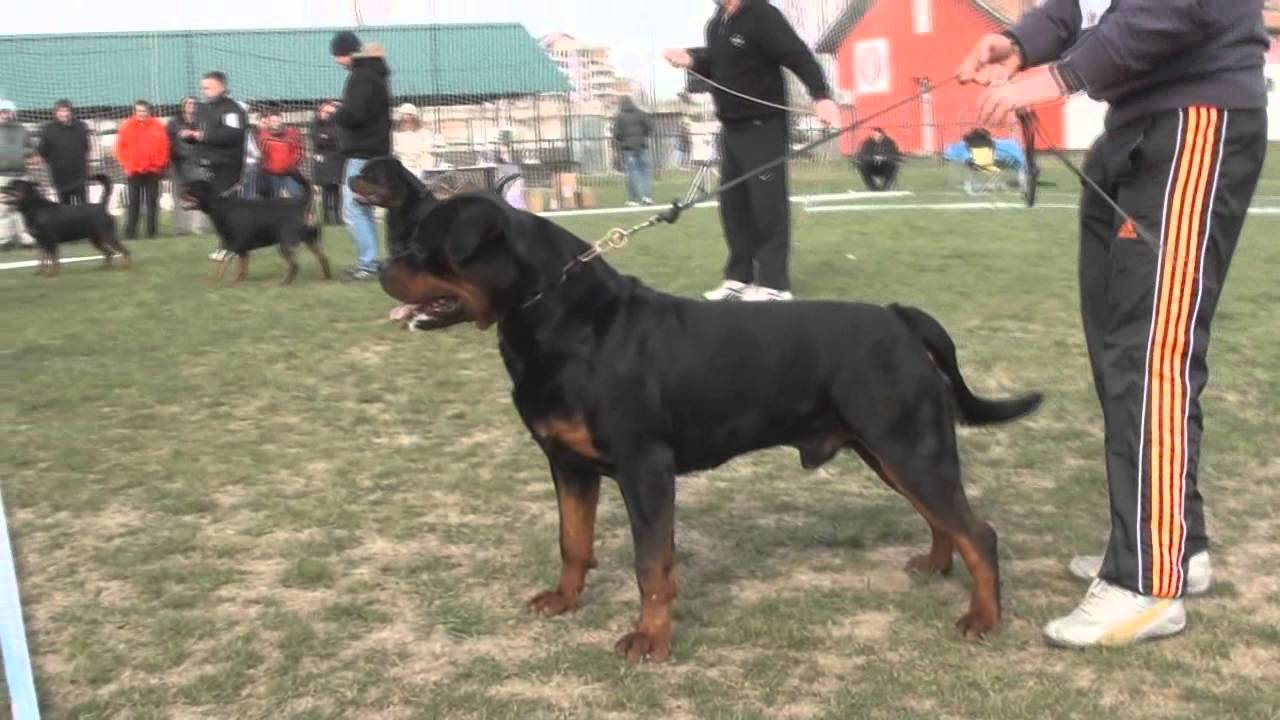 Arlos Majestic Rott best male on Zieger show