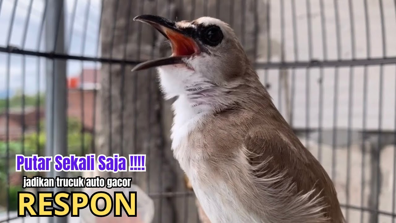 kicau trucukan gacor NGALAS PALING JITU,, jadikan SEMUA BURUNG TRUCUK GACOR SEKETIKA
