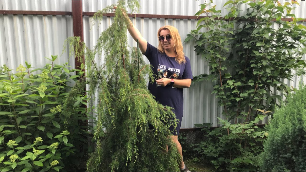 Моя любимая дача 26 июля 2020. Обрезала и удобрила клубнику.🍓Немного о можжевельнике ХОРТСМАНА.💋