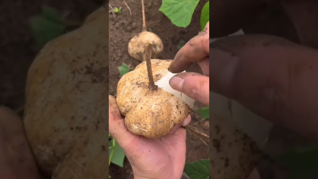 Jicama Vegatable👀😱 #yummy #viral #satisfying #vegetable #jicama #shortvideo #shorts #fyp #food #wow