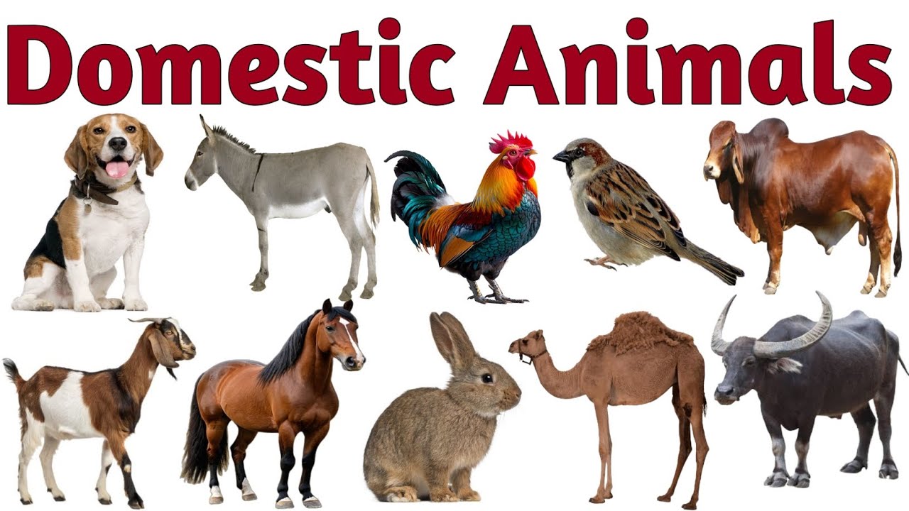 Domestic Animals Name in Hindi & English | Names of pets | Pet animals name | Animals name 