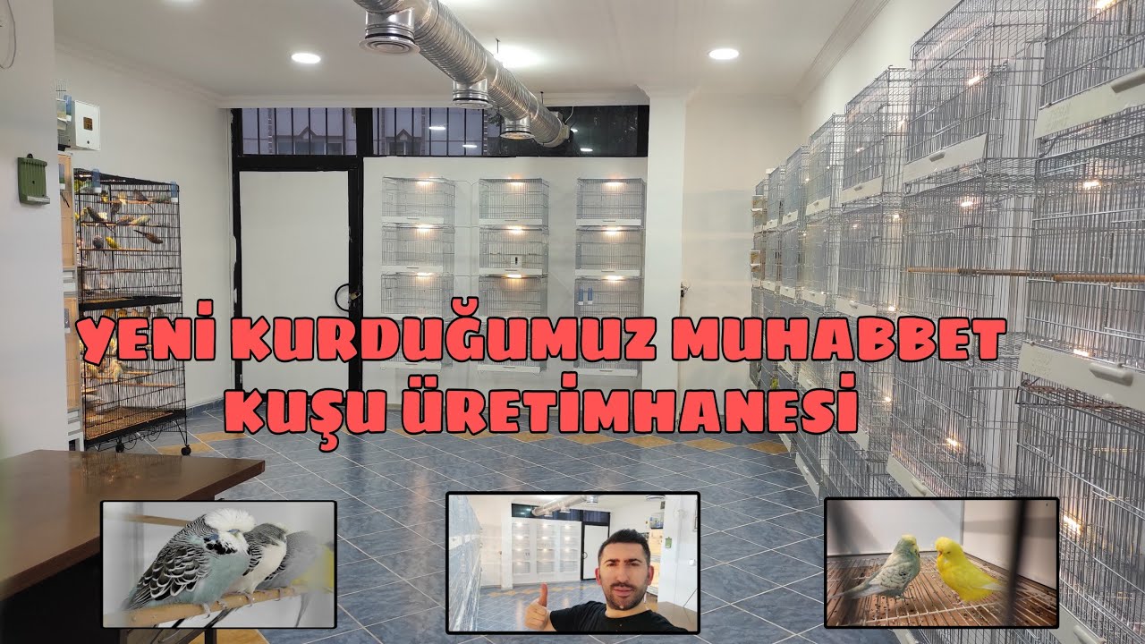 Yeni Kurduğumuz Muhabbet Kuşu Üretimhanesi - 7