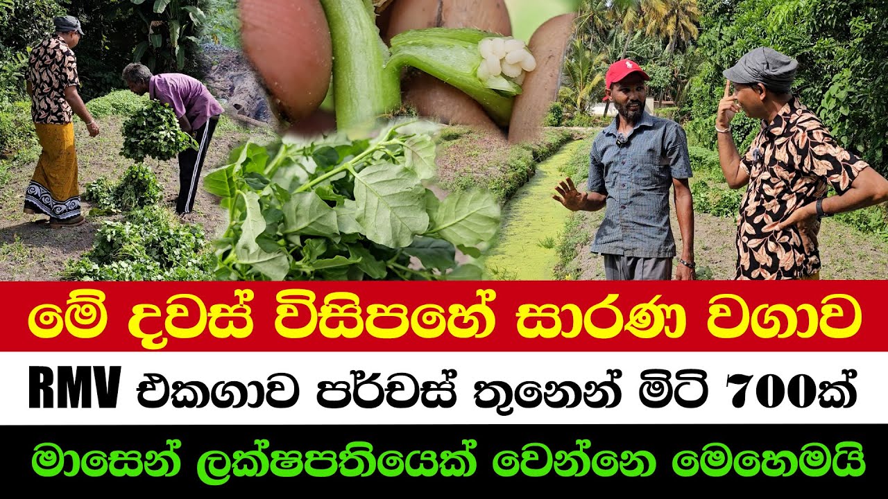 The Most Surprising Crop in 25 Days | How to Become a Millionaire in Just One Month