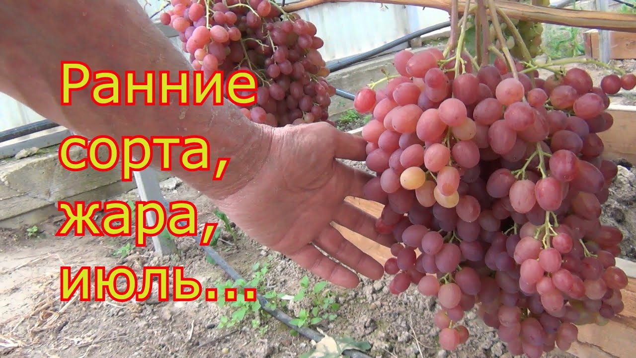 Виноград созрел в июле. Подмосковье. Теплица