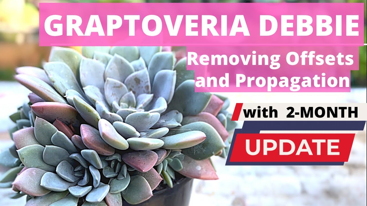 GRAPTOVERIA DEBBIE: Удаление смещений с обновлением хода работ за 2 месяца