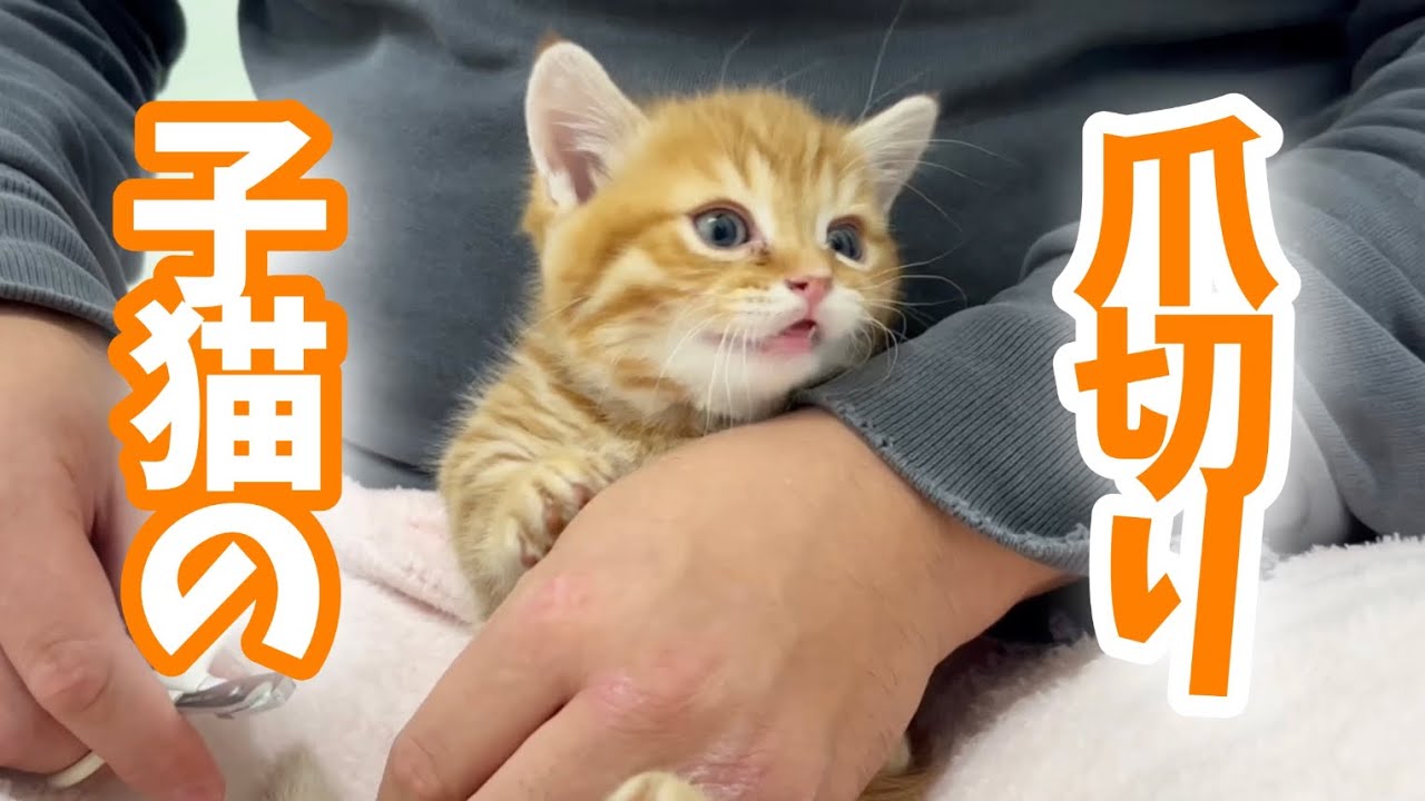 子猫のぽちゃくん、生まれて初めての爪切りがまさかの...！