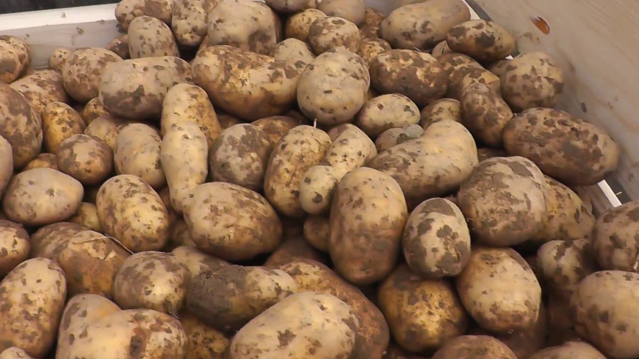 Bio Kartoffeln roden mit Samro Offset / Kartoffeln graben