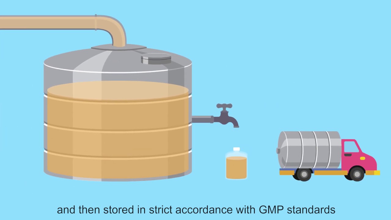 Production process of Angel baker's yeast