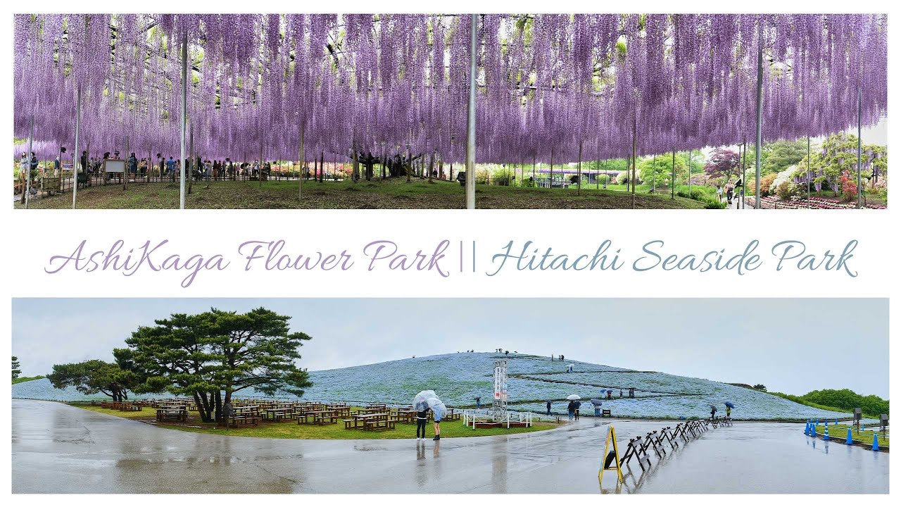 Ashikaga Flower Park & Hitachi Seaside Park - 4k