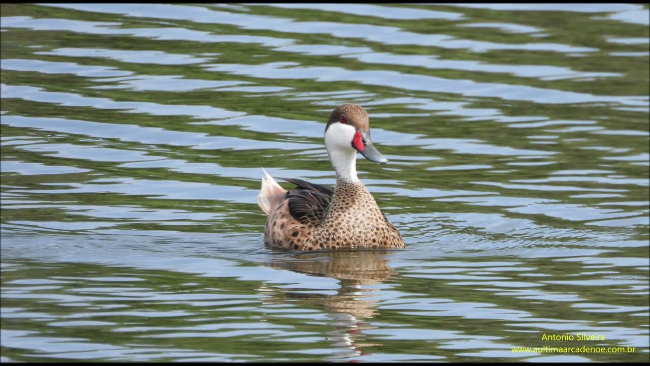 Anas bahamensis (White-cheeked Pintail ) Aruba 5 2023 by Antonio Silveira.